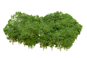 Green forest isolated on background. 3d rendering - illustration png