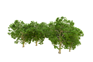 Green forest isolated on background. 3d rendering - illustration png