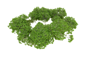 verde floresta isolado em fundo. 3d Renderização - ilustração png