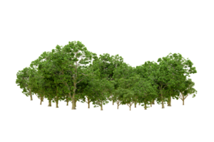 Green forest isolated on background. 3d rendering - illustration png