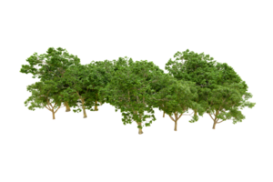 Green forest isolated on background. 3d rendering - illustration png