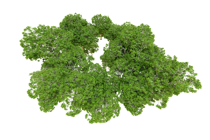 verde floresta isolado em fundo. 3d Renderização - ilustração png