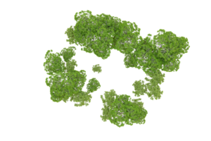 vert forêt isolé sur Contexte. 3d le rendu - illustration png