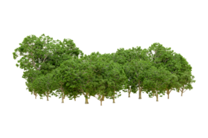 Green forest isolated on background. 3d rendering - illustration png