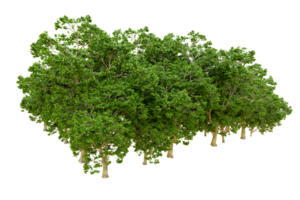 vert forêt isolé sur Contexte. 3d le rendu - illustration png