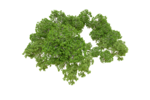 Grün Wald isoliert auf Hintergrund. 3d Rendern - - Illustration png