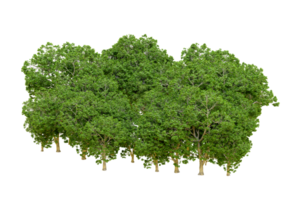 Green forest isolated on background. 3d rendering - illustration png