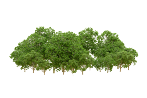 Green forest isolated on background. 3d rendering - illustration png