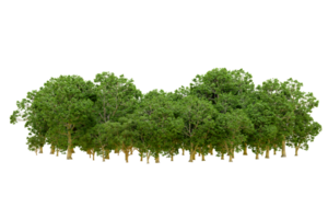 Green forest isolated on background. 3d rendering - illustration png