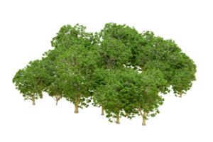 Green forest isolated on background. 3d rendering - illustration png