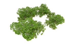 vert forêt isolé sur Contexte. 3d le rendu - illustration png