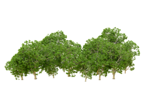 vert forêt isolé sur Contexte. 3d le rendu - illustration png