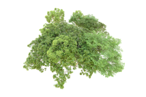 vert forêt isolé sur Contexte. 3d le rendu - illustration png