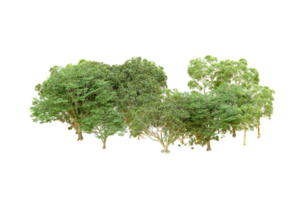 Green forest isolated on background. 3d rendering - illustration png