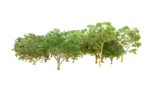 Green forest isolated on background. 3d rendering - illustration png