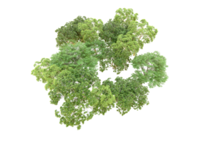 verde floresta isolado em fundo. 3d Renderização - ilustração png