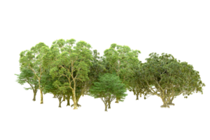 Green forest isolated on background. 3d rendering - illustration png