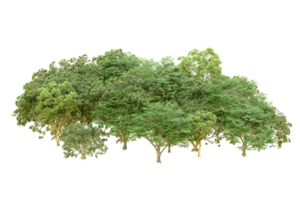 vert forêt isolé sur Contexte. 3d le rendu - illustration png