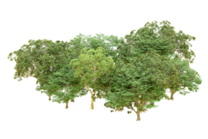 Grün Wald isoliert auf Hintergrund. 3d Rendern - - Illustration png