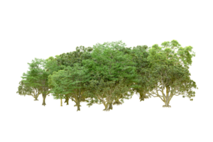 verde floresta isolado em fundo. 3d Renderização - ilustração png