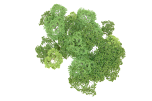 verde foresta isolato su sfondo. 3d interpretazione - illustrazione png