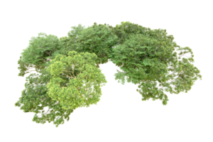 vert forêt isolé sur Contexte. 3d le rendu - illustration png