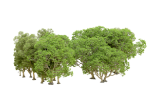 Green forest isolated on background. 3d rendering - illustration png