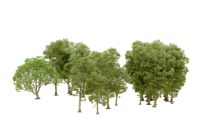 Green forest isolated on background. 3d rendering - illustration png