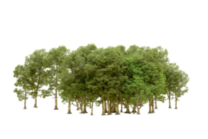 Green forest isolated on background. 3d rendering - illustration png