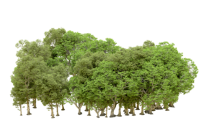 Green forest isolated on background. 3d rendering - illustration png