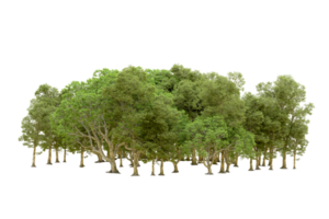 Green forest isolated on background. 3d rendering - illustration png