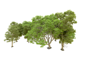 Green forest isolated on background. 3d rendering - illustration png