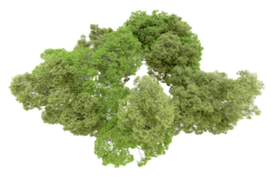 verde foresta isolato su sfondo. 3d interpretazione - illustrazione png