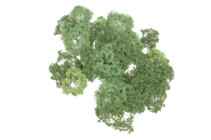 verde foresta isolato su sfondo. 3d interpretazione - illustrazione png