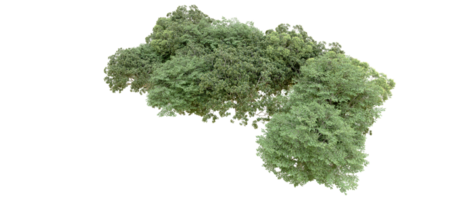 verde foresta isolato su sfondo. 3d interpretazione - illustrazione png