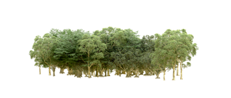 Green forest isolated on background. 3d rendering - illustration png