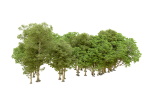 Green forest isolated on background. 3d rendering - illustration png