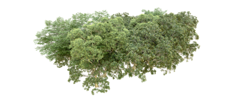 vert forêt isolé sur Contexte. 3d le rendu - illustration png