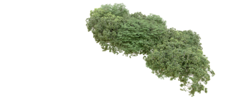 verde foresta isolato su sfondo. 3d interpretazione - illustrazione png