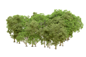 Green forest isolated on background. 3d rendering - illustration png