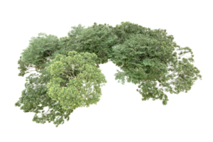 vert forêt isolé sur Contexte. 3d le rendu - illustration png