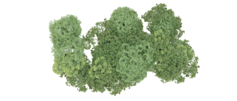 verde foresta isolato su sfondo. 3d interpretazione - illustrazione png