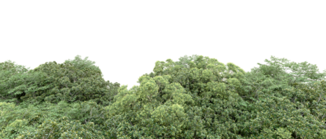 verde floresta isolado em fundo. 3d Renderização - ilustração png