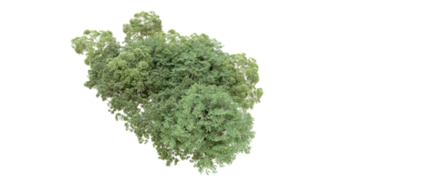 verde foresta isolato su sfondo. 3d interpretazione - illustrazione png