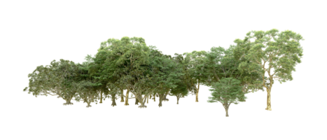 Green forest isolated on background. 3d rendering - illustration png