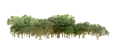 Green forest isolated on background. 3d rendering - illustration png