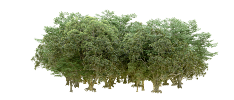 verde foresta isolato su sfondo. 3d interpretazione - illustrazione png