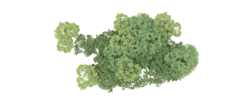 Grün Wald isoliert auf Hintergrund. 3d Rendern - - Illustration png