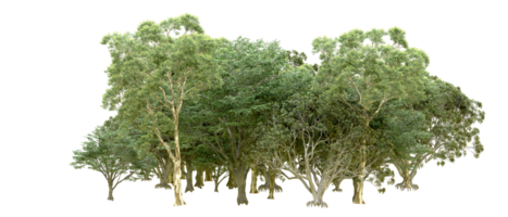 vert forêt isolé sur Contexte. 3d le rendu - illustration png