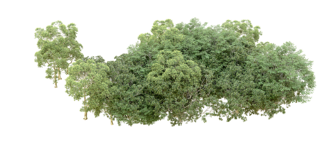 Green forest isolated on background. 3d rendering - illustration png